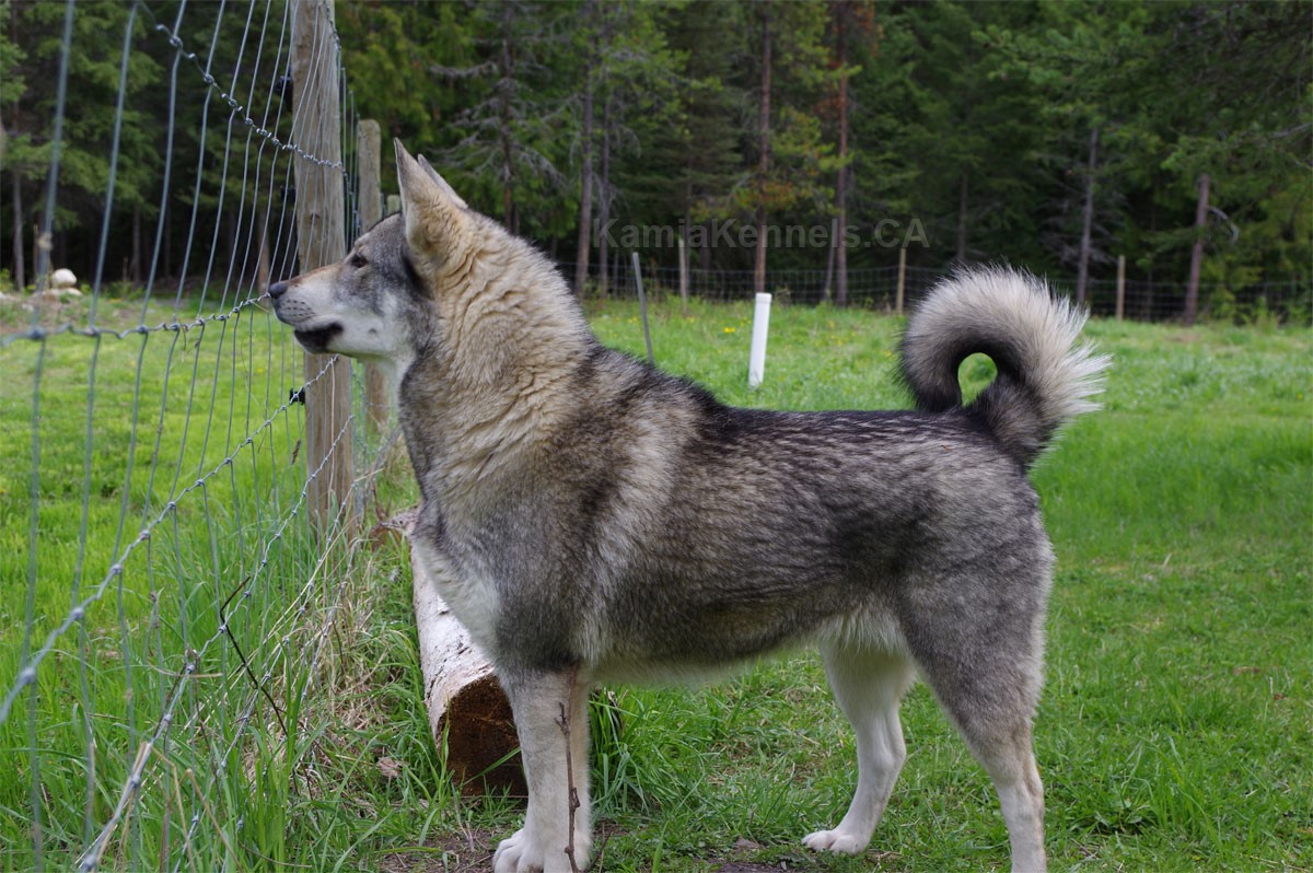 are swedish white elkhound aggressive