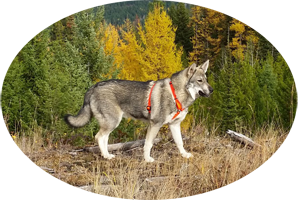 Aina Jamthund Swedish Elkhound Female