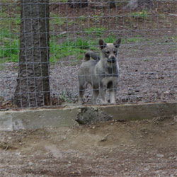 Aina Dominant Female Jamthund