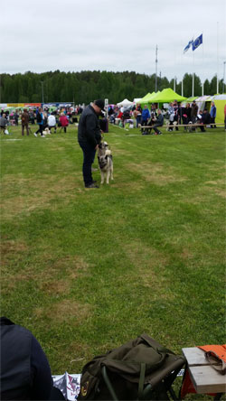 Norwegian Elkhounds at Joensuu