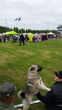 Norway Dogs Norwegian Elkhounds