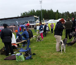 Norwegian and Swedish Elkhounds