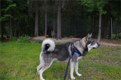 Rico, Bred by Satu and Jani Finland Jamthund Breeder