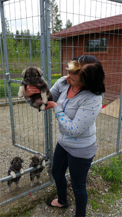 Satu and her Jamthund Pups