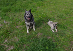 Takoda and Aina Swedish Elkhounds