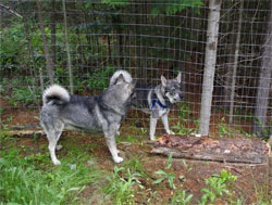 Takoda and Rico - Swedish Elkhound Males