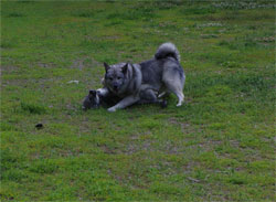 Tora and Aina Ground and Pound