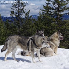 More on Aina and Swedish Elkhounds