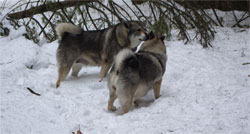 Jamthund Female Aina and Norwegian Elkhound Kai