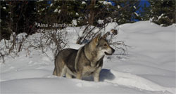 Swedish Elkhound Female Jamthund Hiking Off Leash