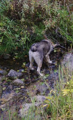 Ark watching out for me at the creek