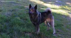 Jaegar Norwegian Elkhound Male