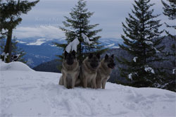 Kamp, Tekla and Tuva