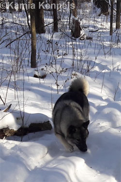 Rigel Norwegian Elkhound Male Son of Jaegar