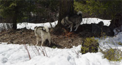 Jaegar and MANE Norwegian Elkhound Males