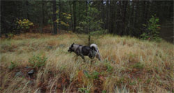 Jaegar - Full Working Elkhound Male