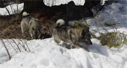 Jaegar and MANE Norwegian Elkhound Males