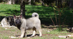 Bowen Male Norwegian Elkhound