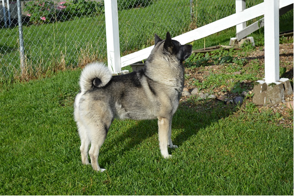 Bram, Norwegian Elkhound Male