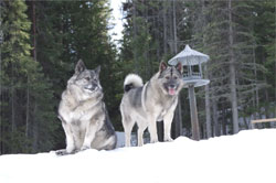 Kai and Mia Female Norwegian Elkhounds