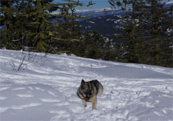 Kai Mountain Hiking Elkhound