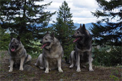 Kai, Tora and Takoda, 3 Generations of Elkhounds