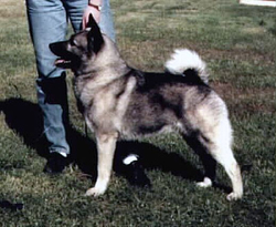 Mini-G - Champion Norwegian Elkhound