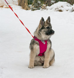 Pepper Norwegian Elkhound Female Daughter of Kai