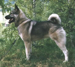 Varga - Champion Hunting Norwegian Elkhound