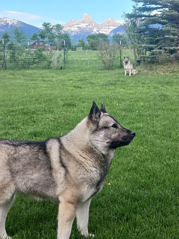 Kaleva - Female Norwegian Elkhound