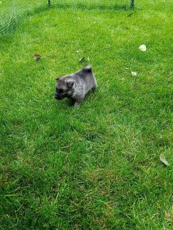 Norwegian Elkhound Pups