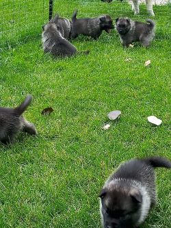 Norwegian Elkhound Pups