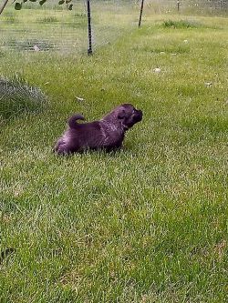 Kaleva pup - Norwegian Elkhound Male