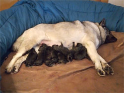 Kaleva - New Norwegian Elkhound pups