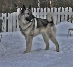 Kamu - Karu's father - Norwegian Elkhound Champion