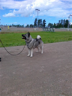 Rittu Mother Norwegian Elkhound Champion