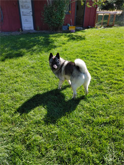 Soren Norwegian Elkhound Male - Kamia Kennels Pup