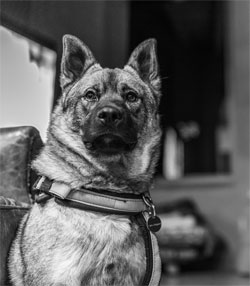 Stellan - Norwegian Elkhound Male