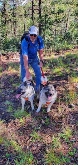 Stellan and Viking - Norwegian Elkhound Males