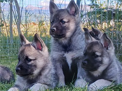 Kaleva - New Norwegian Elkhound pups