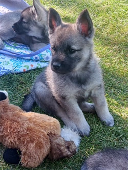 Kaleva pup - Norwegian Elkhound Puppy