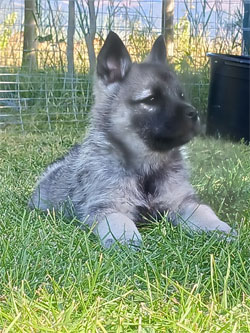 Kaleva pup - Norwegian Elkhound Male