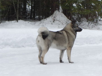 Kalia Female Norwegian Elkhound