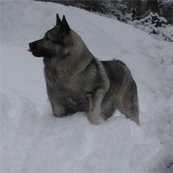 Kalia Female Elkhound