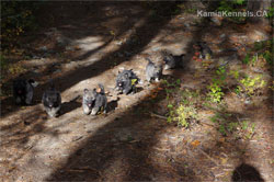 5 Week Old Pups Off Leash Hiking