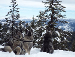 Kalia and Tora and Takoda