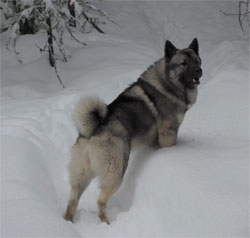 Mane's Elkhound Sire