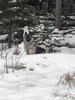 Fenn Male Pup from Aspen and Karu