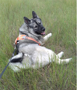 Gustaf Male Norwegian Elkhound