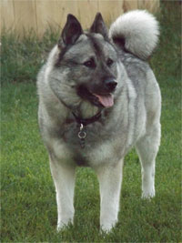 Kaleva Female Norwegian Elkhound